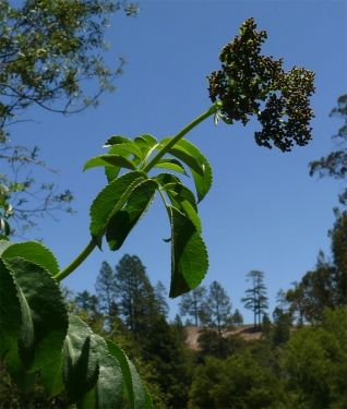 elder trees in california