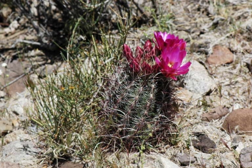 Mojave Fishhook Cactus, Sclerocactus polyancistrus