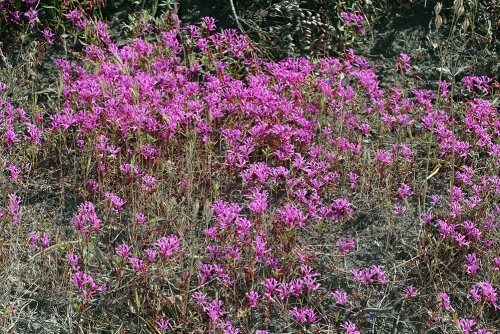 Red Ribbons, Clarkia concinna