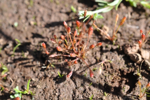 Santa Lucia Dwarf Rush, Juncus luciensis