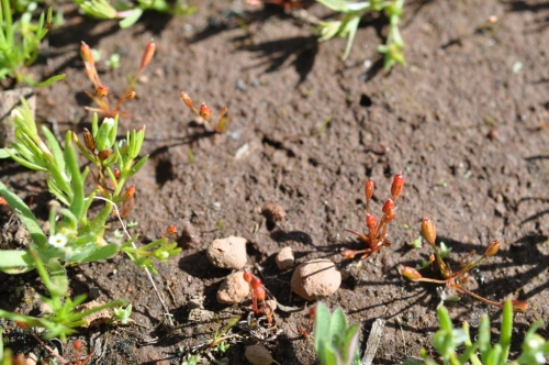 Santa Lucia Dwarf Rush, Juncus luciensis