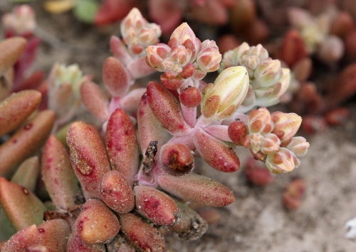 Santa Cruz Island Dudleya Dudleya nesiotica