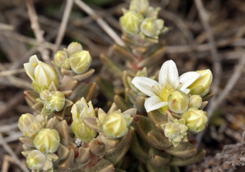 Santa Cruz Island Dudleya Dudleya nesiotica