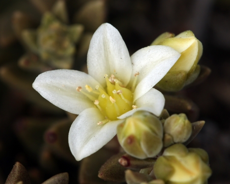 Santa Cruz Island Dudleya Dudleya nesiotica