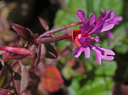 Red Ribbons, Clarkia concinna