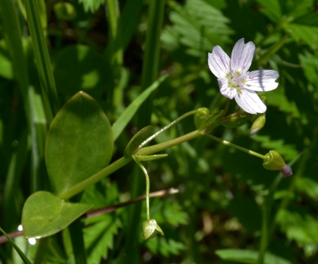 Candy Flower/indian Lettuce, Claytonia sibirica