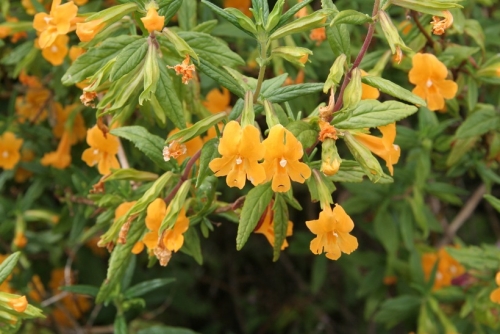 Bush Monkey Flower, Diplacus aurantiacus