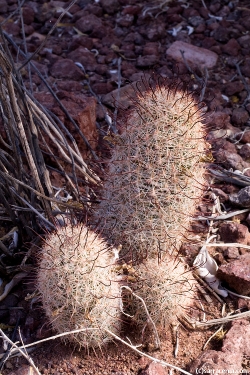 Mammillaria grahamii, Graham's Nipple Cactus, Southwest Desert Flora