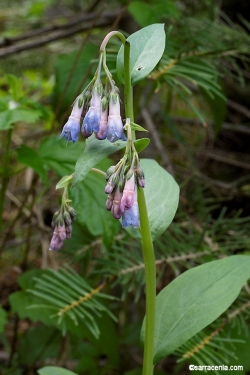 Mertensia - Wikipedia