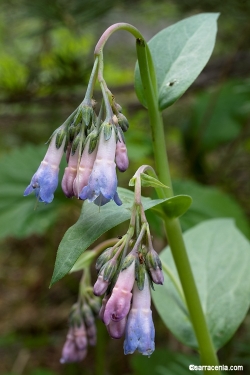 Mertensia - Wikipedia