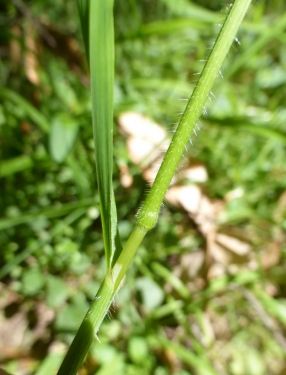 Bromus - Wikipedia