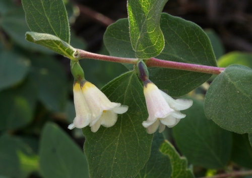 Parish's Snowberry, Symphoricarpos rotundifolius var. parishii