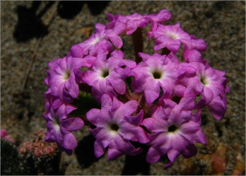 Abronia umbellata - Wikipedia