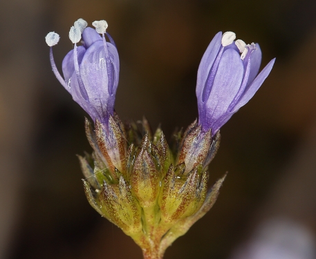 Pacific Gilia, Gilia capitata ssp. pacifica