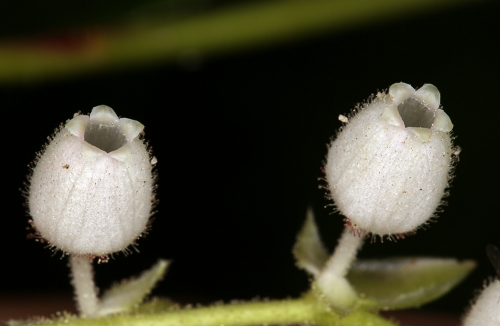 Gaultheria hispidula - Wikipedia