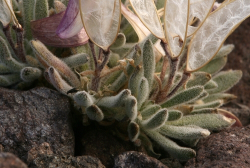 Daggerpod Anelsonia Eurycarpa