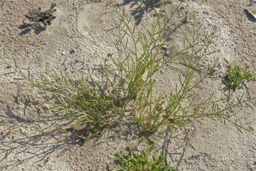 Pennsylvania Bitter Cress (Cardamine pensylvanica)