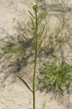 Pennsylvania Bitter Cress (Cardamine pensylvanica)