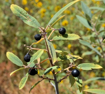 Coffeeberry, Frangula californica
