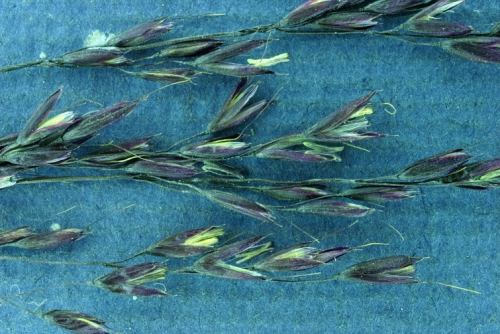 Purple Reed Grass, Calamagrostis purpurascens