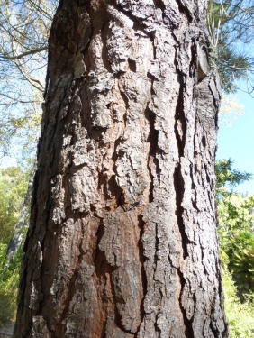 torrey pine tree growth rate