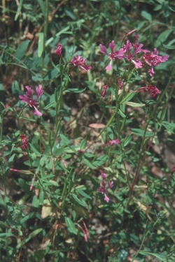 Red Ribbons, Clarkia concinna