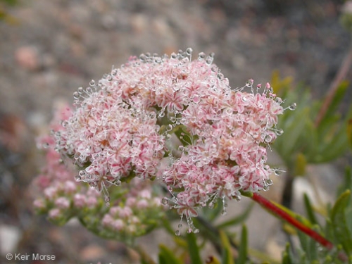 Santa Cruz Island Buckwheat Eriogonum arborescens