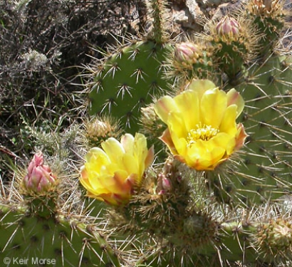 Chaparral Pricklypear Opuntia Oricola