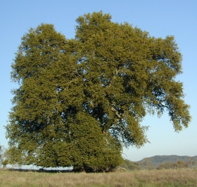 California Bay Leaf Tree 