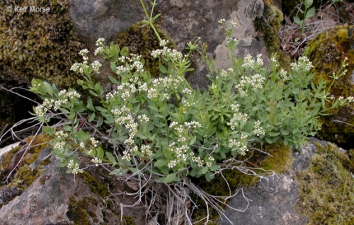 Bastard Toadflax Comandra Umbellata