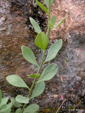 Bastard Toadflax Comandra Umbellata