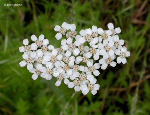 Common Yarrow, Achillea millefolium