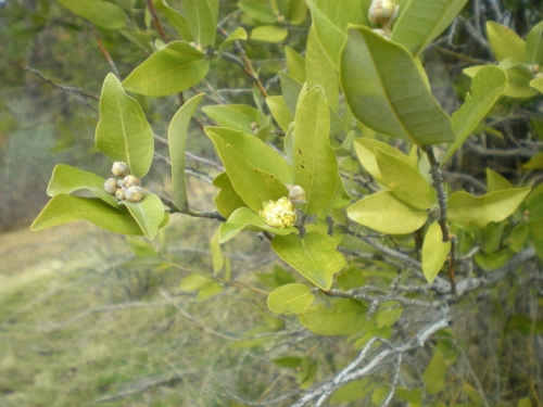 California Laurel, Umbellularia californica