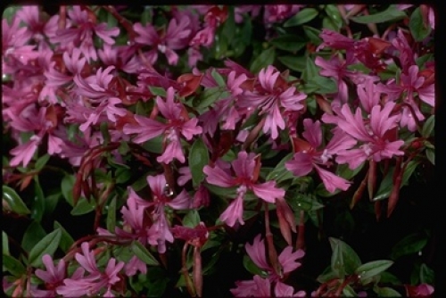 Red Ribbons, Clarkia concinna