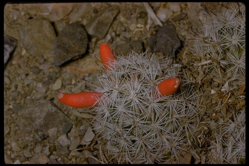 Common Fishhook Cactus, Mammillaria tetrancistra