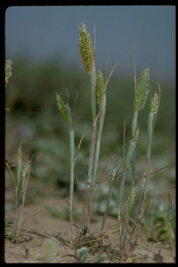 Pacific Foxtail Alopecurus Saccatus